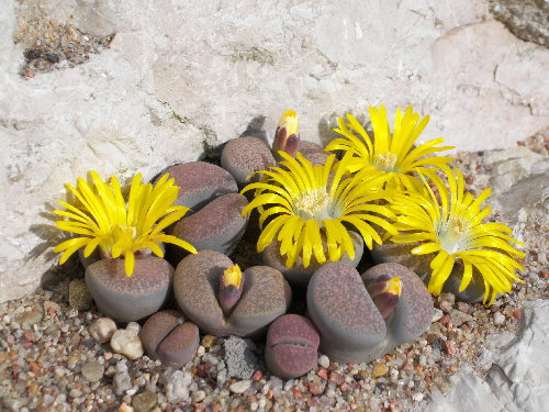 lithops localis v.peersii